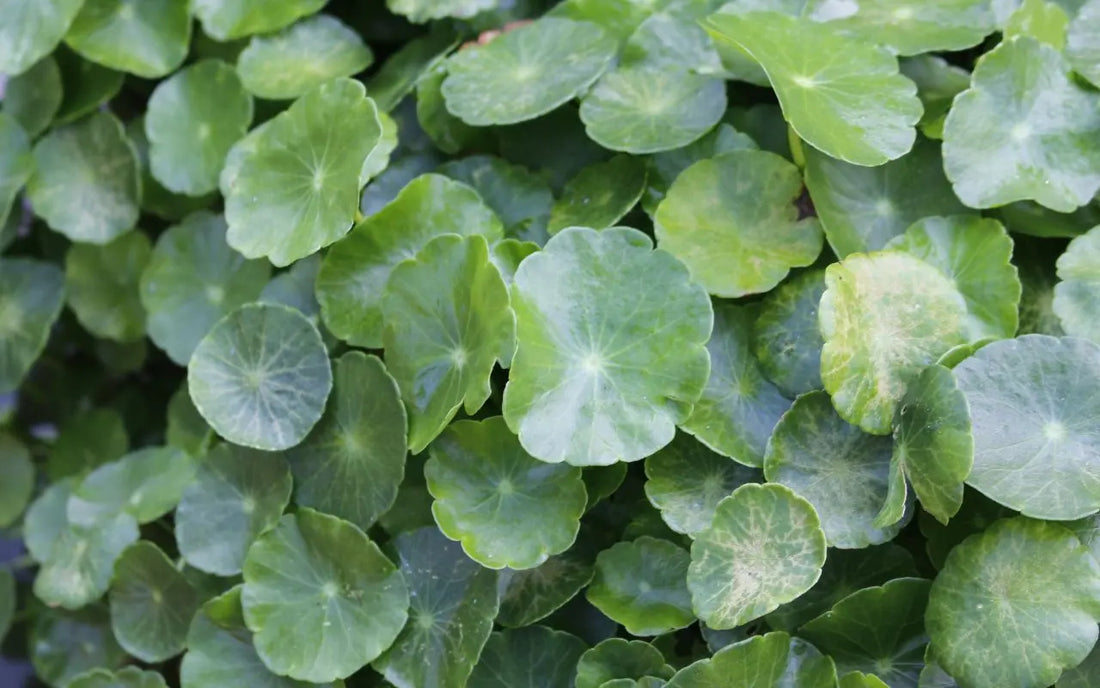 centella asiatica plant
