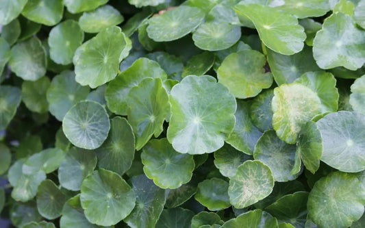 centella asiatica plant